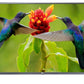 LG LED TV-43 inch: , Smart LED TV: Plain|| 43LM5600